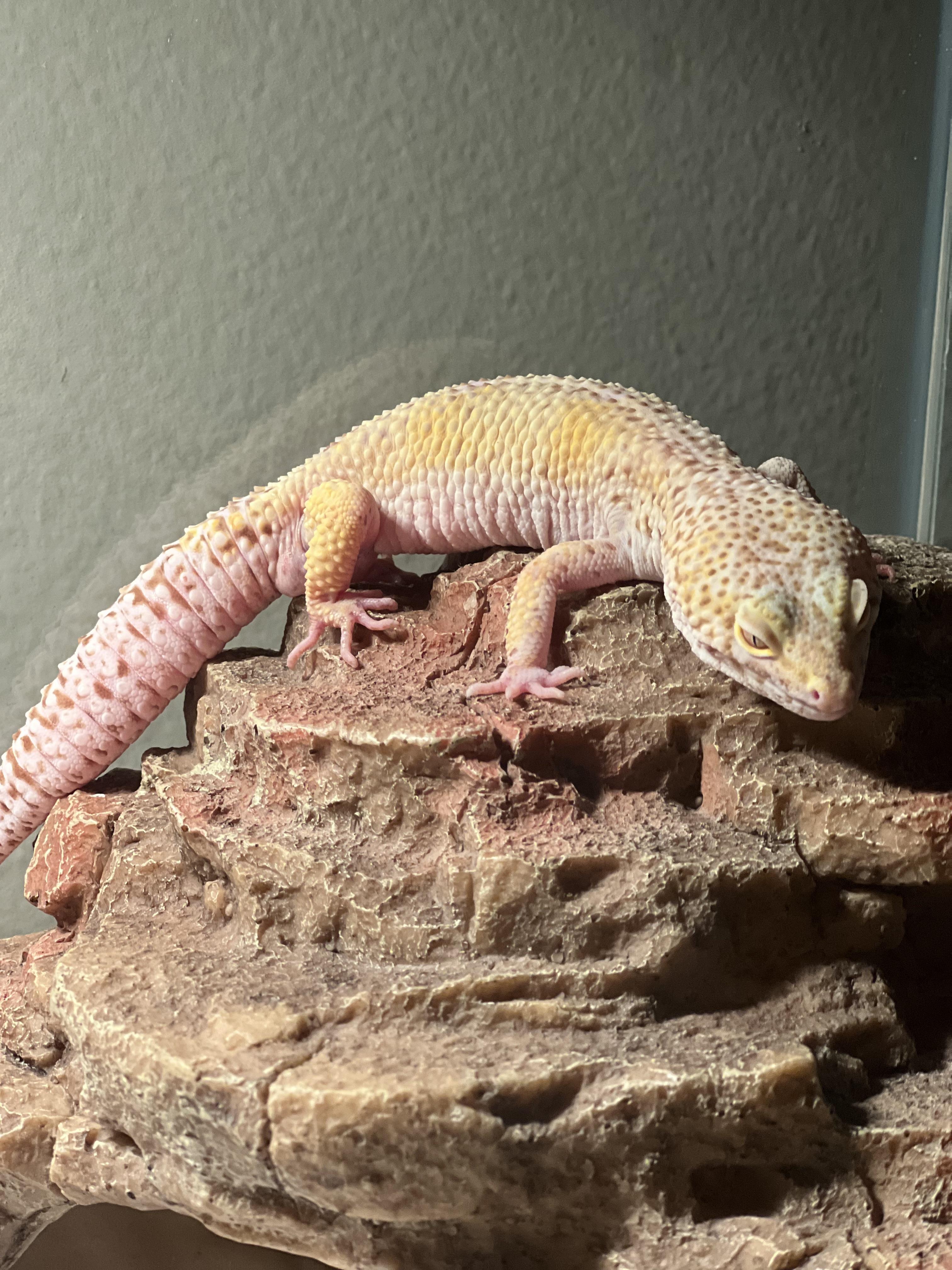 Geeko